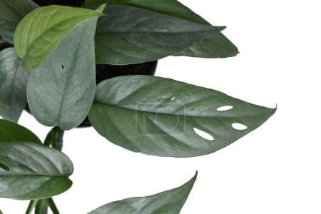 Téléchargez les photos : Gros plan de la plante d'intérieur tropicale 'Epipremnum Pinnatum Cebu Blue' aux feuilles bleu argenté fenestratio - en image libre de droit