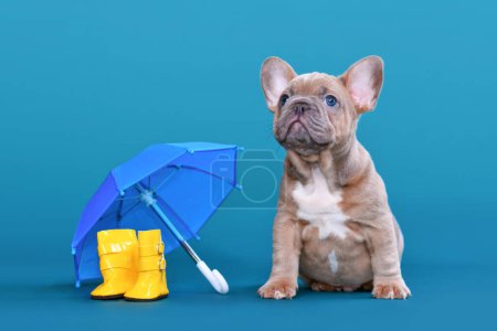 Niedliche blaue Rehkitz Französische Bulldogge Welpe neben regen Gummistiefel und Regenschirm auf blauem Hintergrund