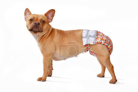 French Bulldog dog wearing fabric period diaper pants for protection on white backgroun