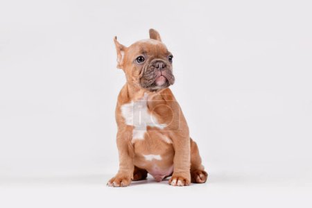 Blue red fawn French Bulldog dog puppy sitting on white backgroun
