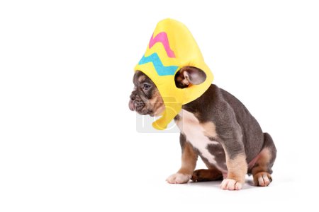 Blue Tan French Bulldog dog puppy wearing Easter egg costume hat on white backgroun