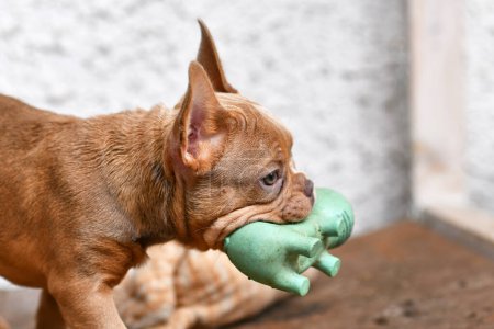 Isabella Sable French Bulldog dog puppy carrying squeaky toy in mouth