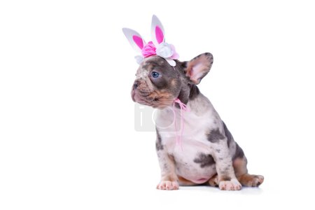 Niedliche merle tan Französische Bulldogge Welpe mit Osterhasen Stirnband auf weißem Hintergrund
