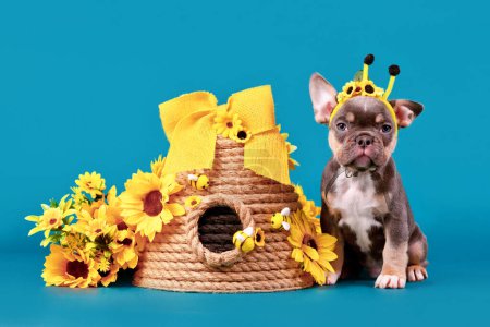 Photo for Cute tan French Bulldog dog puppy with bee costume antlers sitting next to beehive and sunflowers on blue background - Royalty Free Image