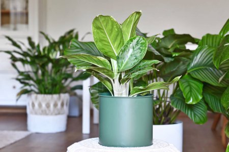 Potted tropical 'Aglaonema Royal Diamond' houseplant with silver pattern in livingr oom with many different houseplants in blurry backgroun