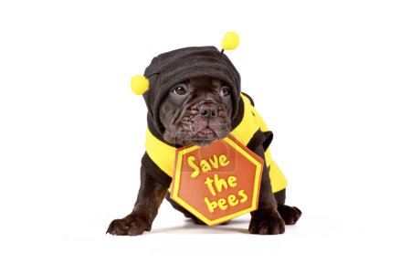 Photo for French Bulldog dog puppy dressed up with bee costume and 'Save the bees' sign on white background - Royalty Free Image