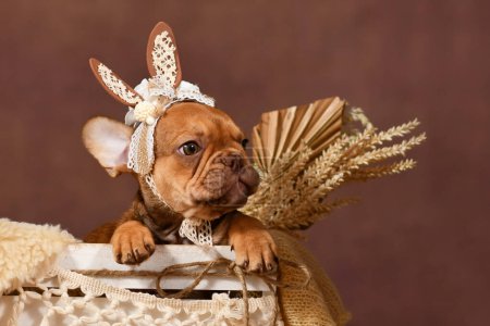 Mocca perro Bulldog francés cachorro con orejas de conejo de encaje en frente de fondo marrón