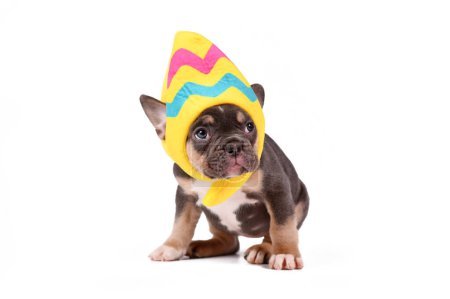 Funny French Bulldog dog puppy wearing Easter egg costume hat on white background