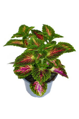 Colorful painted nettle 'Coleus Blumei' plant with dark pink veins on white background