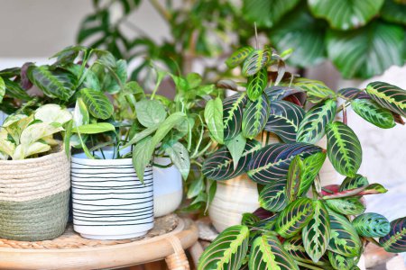 rban jungle. Different tropical houseplants like Maranta, Philodendron or pothos in basket flower pots on table