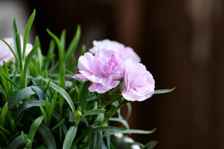 Nahaufnahme von Blüten aus hellvioletten Dianthus-Blüten