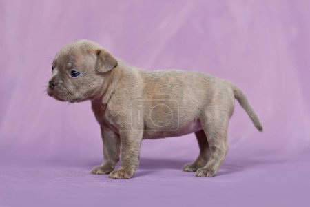 Four weeks purebred young Lilac Brindle French Bulldog puppy with healthy long nose and tail.