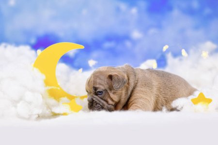 Fawn French Bulldog puppy between fluffy clouds with moon and star