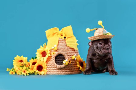 Photo for Black French Bulldog dog puppy with straw hat with bee costume antlers sitting next to beehive and sunflowers on blue background - Royalty Free Image