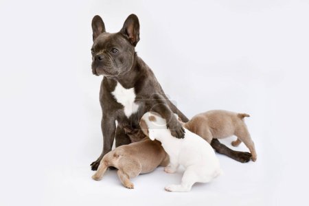 Téléchargez les photos : Bouledogue français chien allaiter son chiot - en image libre de droit