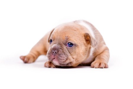 Very young red fawn colored French Bulldog dog puppy on white backgroun