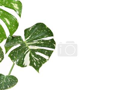 Leaves of sprinkled 'Monstera Deliciosa Thai Constellation' houseplant with fenestration on side of white background with copy spac