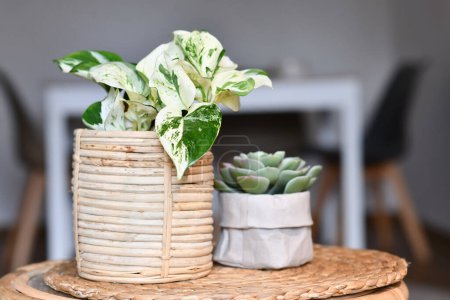 Exotic 'Epipremnum Aureum Manjula' pothos houseplant in basket flower pot on table with succulent plan