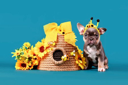 Photo for Cute tan French Bulldog dog puppy with bee costume antlers sitting next to beehive and sunflowers on blue backgroun - Royalty Free Image