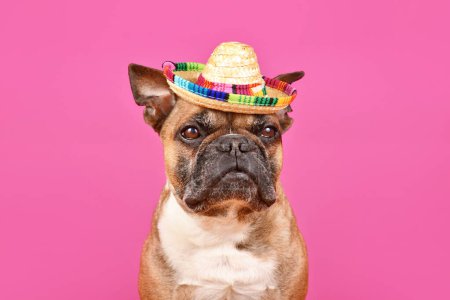 Chien Bulldog français fauve portant un chapeau de paille d'été sombrero sur fond rose