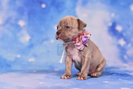 Four weeks purebred young Lilac Brindle French Bulldog puppy with healthy long nose and tail.