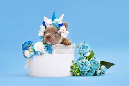 Photo for French Bulldog dog puppy with unicorn headband with horn peeking out of box with flowers on blue backgroun - Royalty Free Image