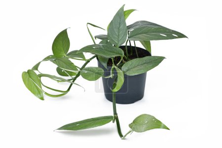 Potted tropical 'Epipremnum Pinnatum Cebu Blue' houseplant with silver-blue leaves on white backgroun