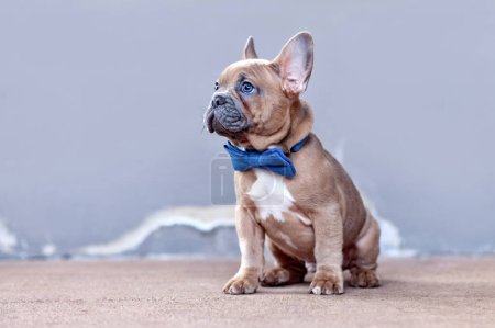 Cute blue red fawn French Bulldog dog puppy with blue bow tie in front of gray wal
