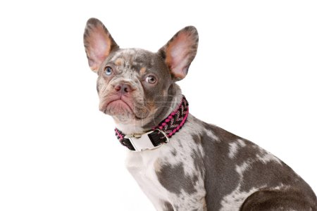Merle French Bulldog dog wearing paracord collar on white backgroun