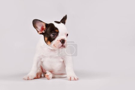 Cute tan pied French Bulldog dog puppy sitting on white backgroun