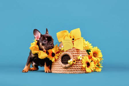Tan French Bulldog dog puppy ribbon collar sitting next to beehive and sunflowers on blue background