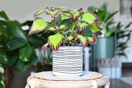 Painted nettle 'Coleus Blumei Velvet' plant in flower pot on table in living room with houseplants in blurry background