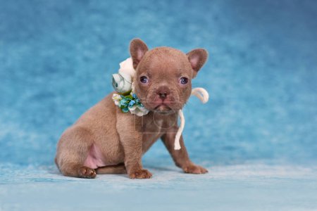 Cuatro semanas de pura raza joven Lilac Brindle Bulldog francés cachorro con saludable nariz larga y cola.