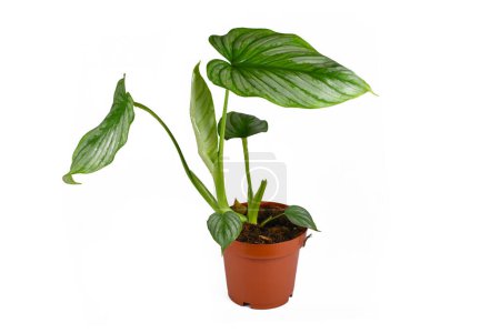 Potted 'Philodendron Mamei' houseplant with silver pattern on white background