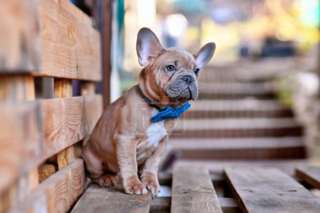 Young blue red fawn French Bulldog dog wearing a blue bow ti