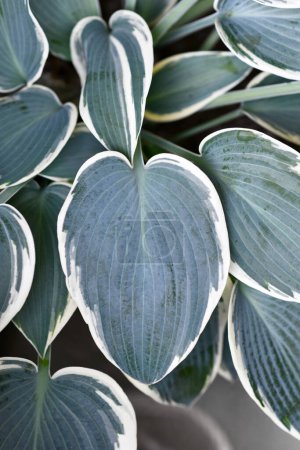 Hoja de planta Hosta asiática con color verde y blanco