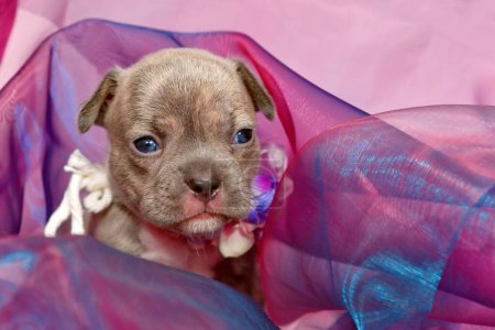 Four weeks purebred young Lilac Brindle French Bulldog puppy in tulle fabric