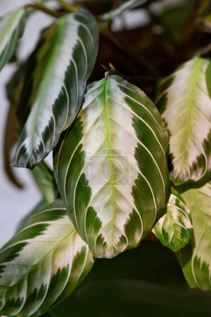 Close up of leaf of exotic 'Maranta Leuconeura Silver Band' houseplant