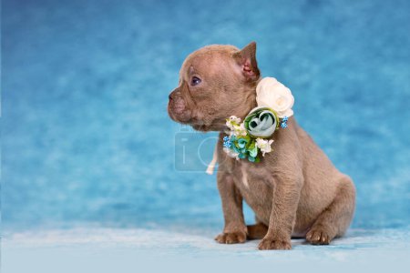 Lindo cuatro semanas joven Lilac Brindle Bulldog francés cachorro con collar de flores