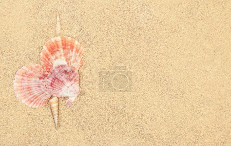 Heart made of pink sea shells on sand with space for text. Valentine's Day. Copy spcae