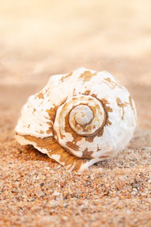 White clam shell on sandy beach. Travel, rest in hot countries. Vertical. Copy space