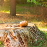 Orange pumpkin on a large stump with leaves in a park, forest, farm on a sunny day. Halloween, Thanksgiving