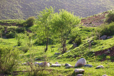 Téléchargez les photos : Paysage montagneux idyllique avec prairies fleuries, arbres et herbe, pierres au printemps ou en été. Calme journée ensoleillée - en image libre de droit