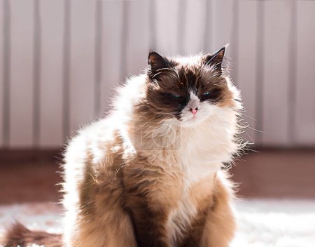 Fluffy cat of ragdoll breed squints her eyes, sitting and dozing in sunny day. Lifestyle