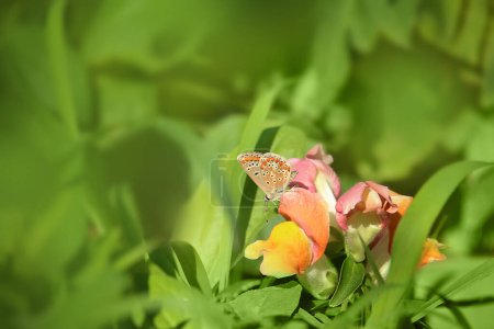 Brauner Argus-Schmetterling, Aricia agestis, frühmorgens auf Schnappdrachenblume im Gras sitzend an sonnigem Tag