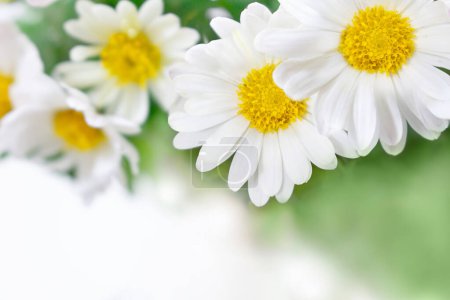 Beautiful chamomile, argyranthemum, chrysanthemum flowers on top in corner. Spring or summer nature scene with blooming daisy in sunny day. Copy space