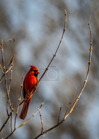 Téléchargez les photos : Cardinal nordique mâle Perché sur une branche d'arbre - en image libre de droit