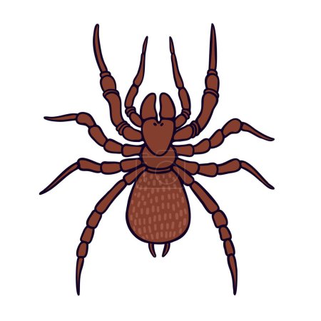 Illustration for Funnel web Aussie arachnid color vector character. Upper view figure. Full body spider on white. Simple cartoon style illustration - Royalty Free Image