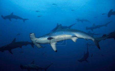 Foto de Grupo de tiburones martillo (Sphyrna lewini) nadando en el océano - Imagen libre de derechos