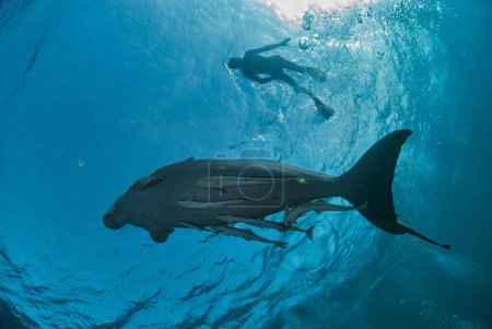 Photo for Dugong  with a lot of remoras swimming  to the surface while a snorkeler observes it - Royalty Free Image
